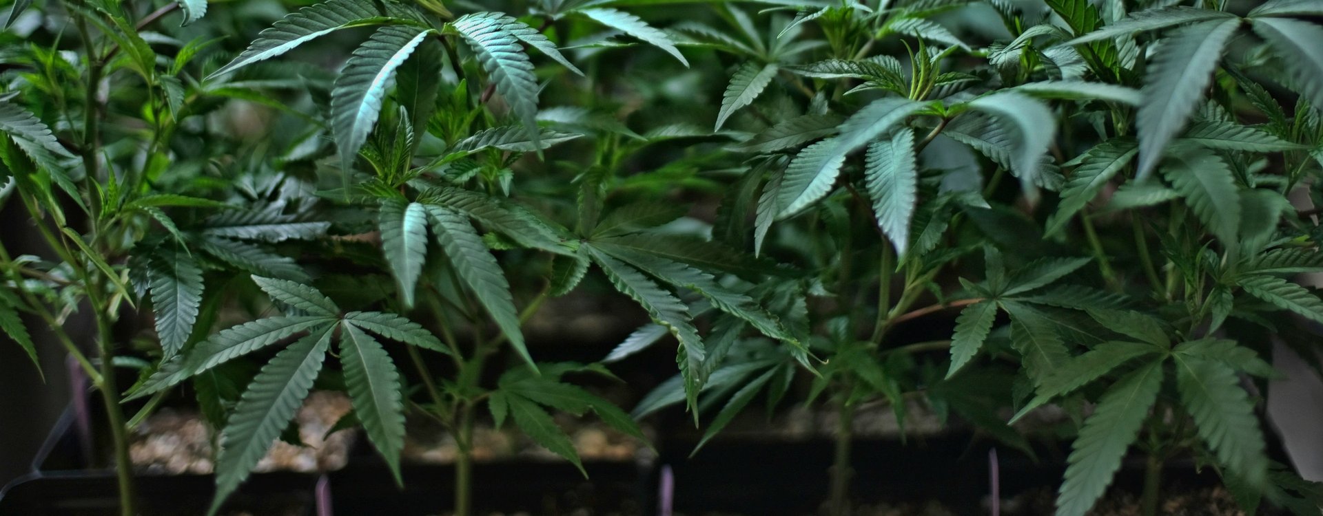 Ready to boost your business with cannabis SEO agency? We’ve got an experienced team that knows quite a lot about SEO, marketing and the marijuana industry. We know how it works, we can help your business thrive.